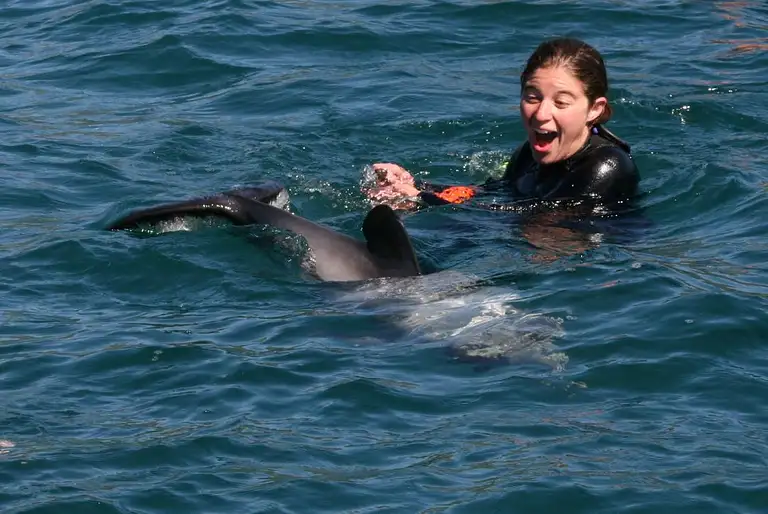 Akaroa Dolphin Swim