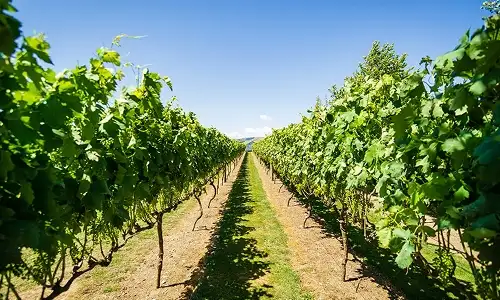 Martinborough