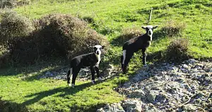 Pohatu Penguins Farmstay Package