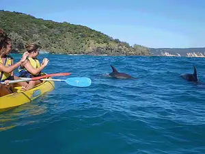 Dolphin View Kayak Tour