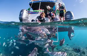Coral Bay Glass Bottom Boat Tour