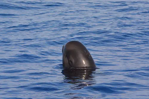 Pelagic Wildlife Excursion