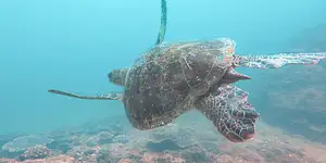 Mudjimba Island Double Dive