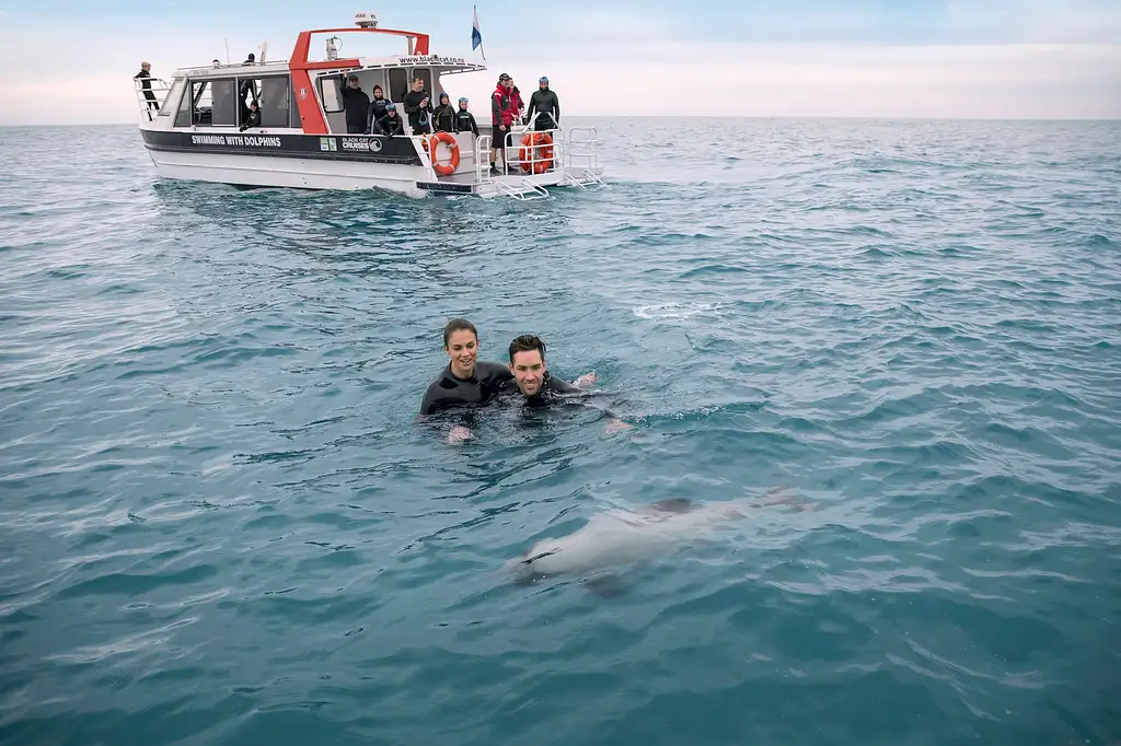 Akaroa Dolphin Swim