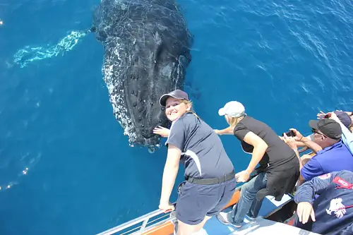 premium whale watching hervey bay