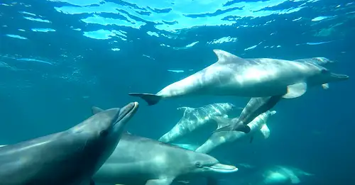 Swim with Wild Dolphins | Departs Rockingham
