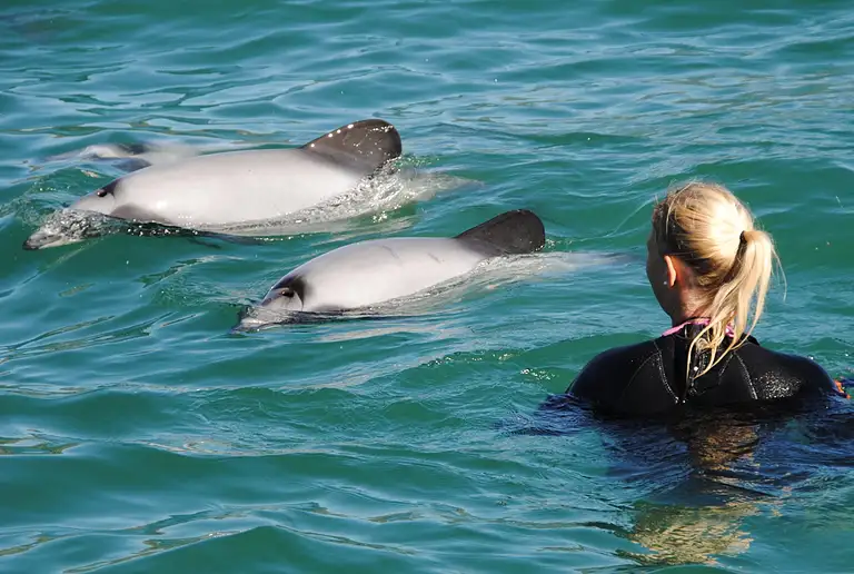 Akaroa Dolphin Swim