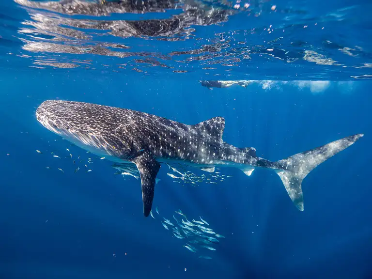 Exmouth Deluxe Whale Shark Swim Tour