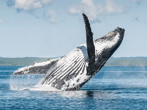 whale watching season hervey bay 2023